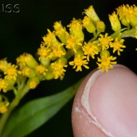 Canadian Goldenrod